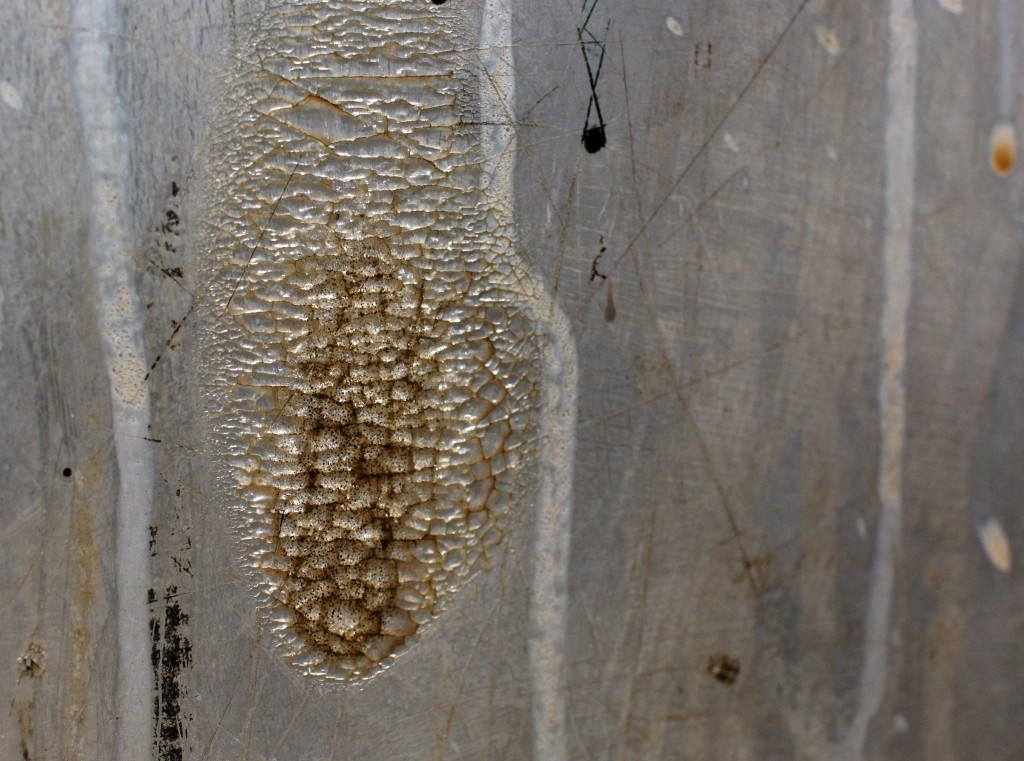 Memories of a Payphone: Graffiti and Filth