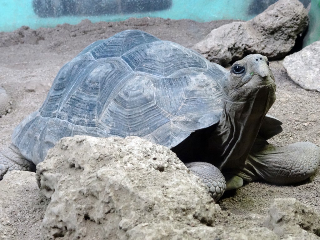 Bronx Zoo Turtle