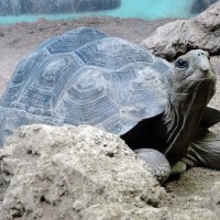 The Bronx Zoo Goes Payphone Free